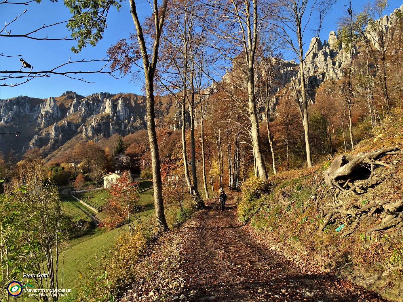 83 Nella faggeta esplodono i colori !.JPG